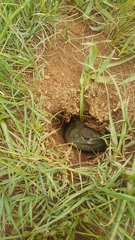 Pyxicephalus adspersus