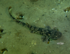 Haploblepharus pictus