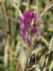 Castilleja lassenensis