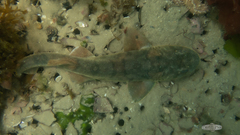 Haploblepharus pictus