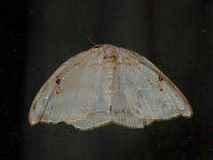 Callidrepana gelidata