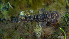 Haploblepharus pictus