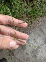 Paspalum scrobiculatum