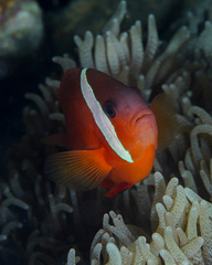 Amphiprion barberi