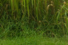 Urochloa mutica