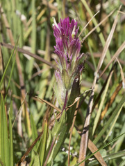 Castilleja lassenensis
