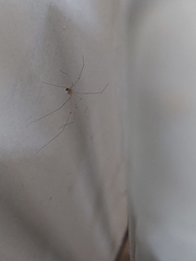 Crossopriza lyoni