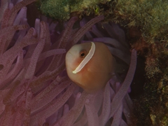 Amphiprion barberi