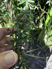 Leptospermum grandifolium