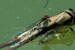 Pseudagrion massaicum