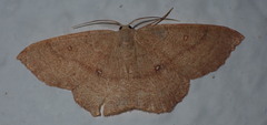 Cyclophora puppillaria