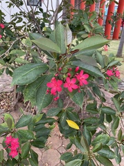 Jatropha integerrima