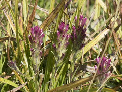 Castilleja lassenensis
