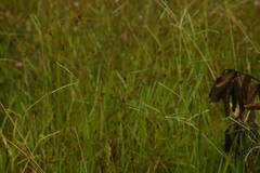 Paspalum scrobiculatum