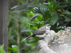 Stizoptera bichenovii