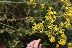 Senecio rigidus