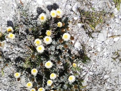 Helichrysum retortum