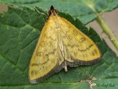 Mecyna flavalis