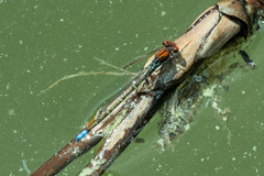 Pseudagrion massaicum