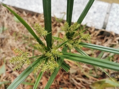 Cyperus pilosus