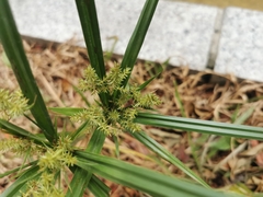 Cyperus pilosus
