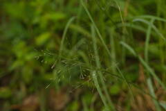 Eragrostis tenuifolia