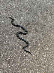 Lampropeltis getula
