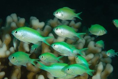 Chromis viridis