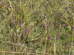 Castilleja lassenensis