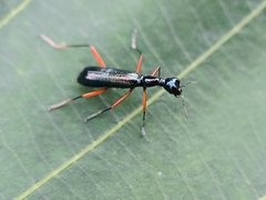 Cicindelinae