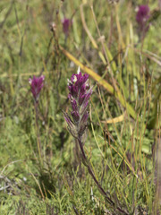 Castilleja lassenensis