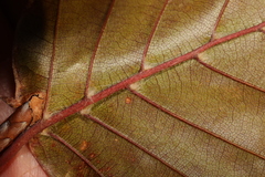 Phyllocoptes depressus