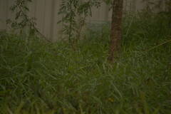 Melinis minutiflora