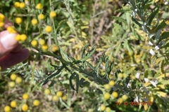 Senecio pterophorus