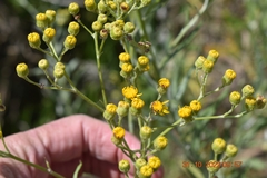 Senecio pterophorus