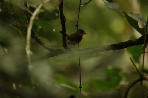 iNaturalist image