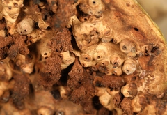 Agathomyia wankowiczii