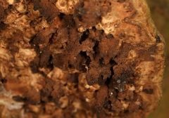 Agathomyia wankowiczii