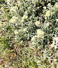 Helichrysum crispum
