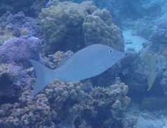 Lethrinus olivaceus