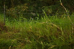 Urochloa mutica