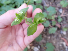 Stellaria flaccida