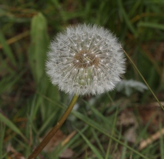 Taraxacum
