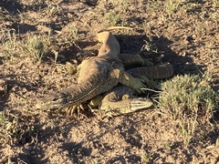 Varanus panoptes panoptes