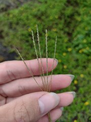 Digitaria violascens