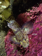 Caffrogobius nudiceps