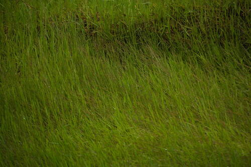 Digitaria scalarum