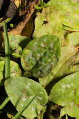 Golovinomyces sordidus