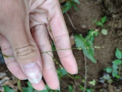 Paspalum mandiocanum