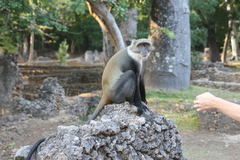 Cercopithecus mitis